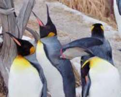 The Zoo is home to over 1000 animals with 272 different species.